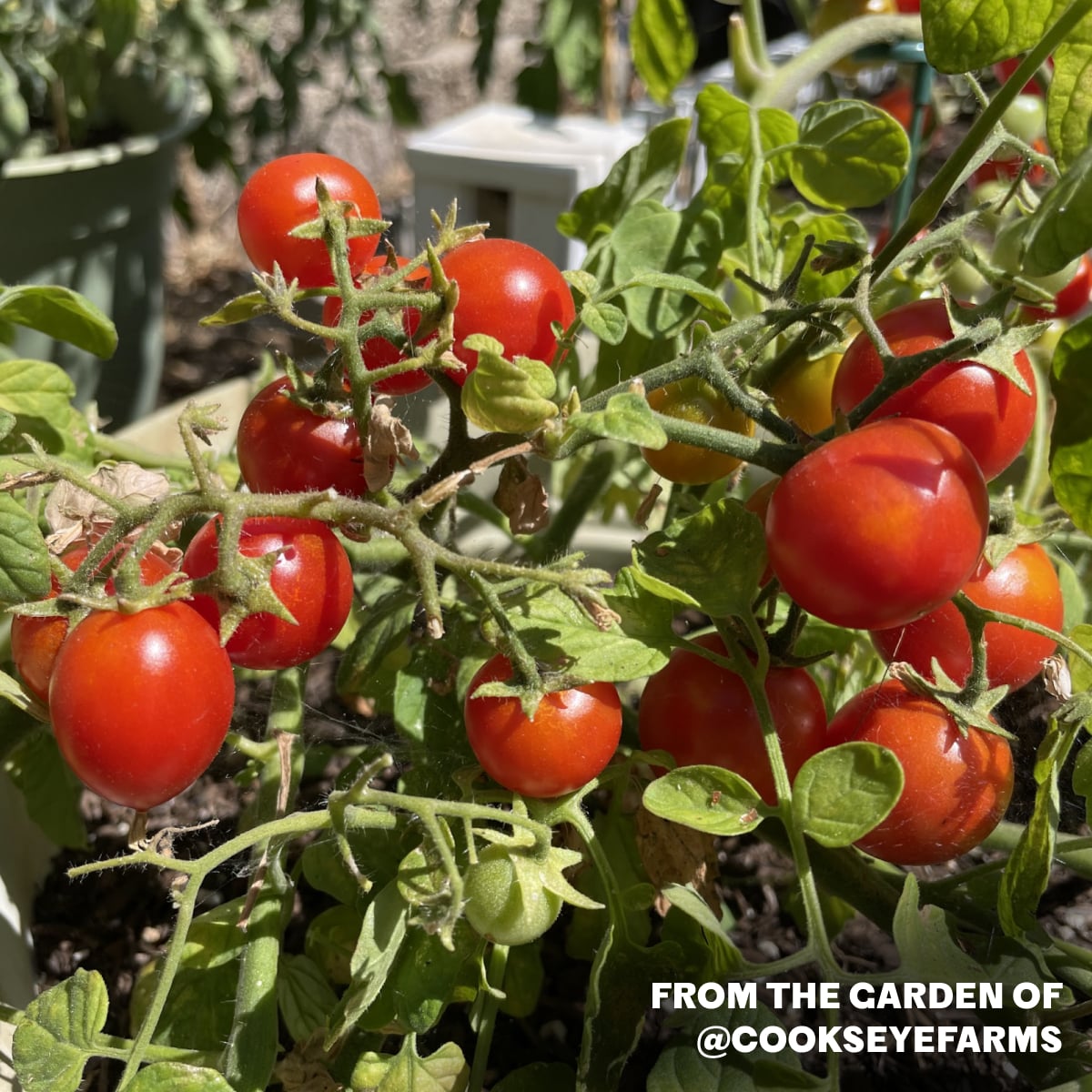 Cherry Falls Bush Cherry Tomato Seeds