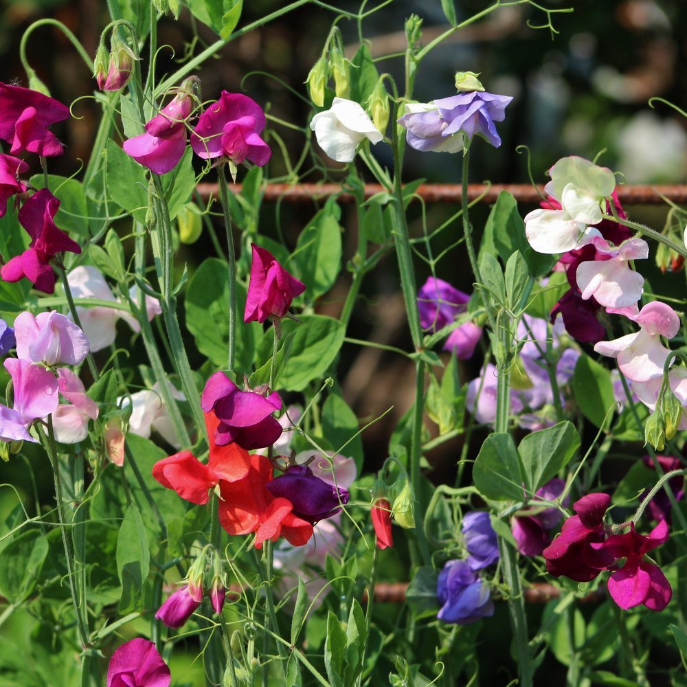 Elegance Blend Sweet Pea Seeds
