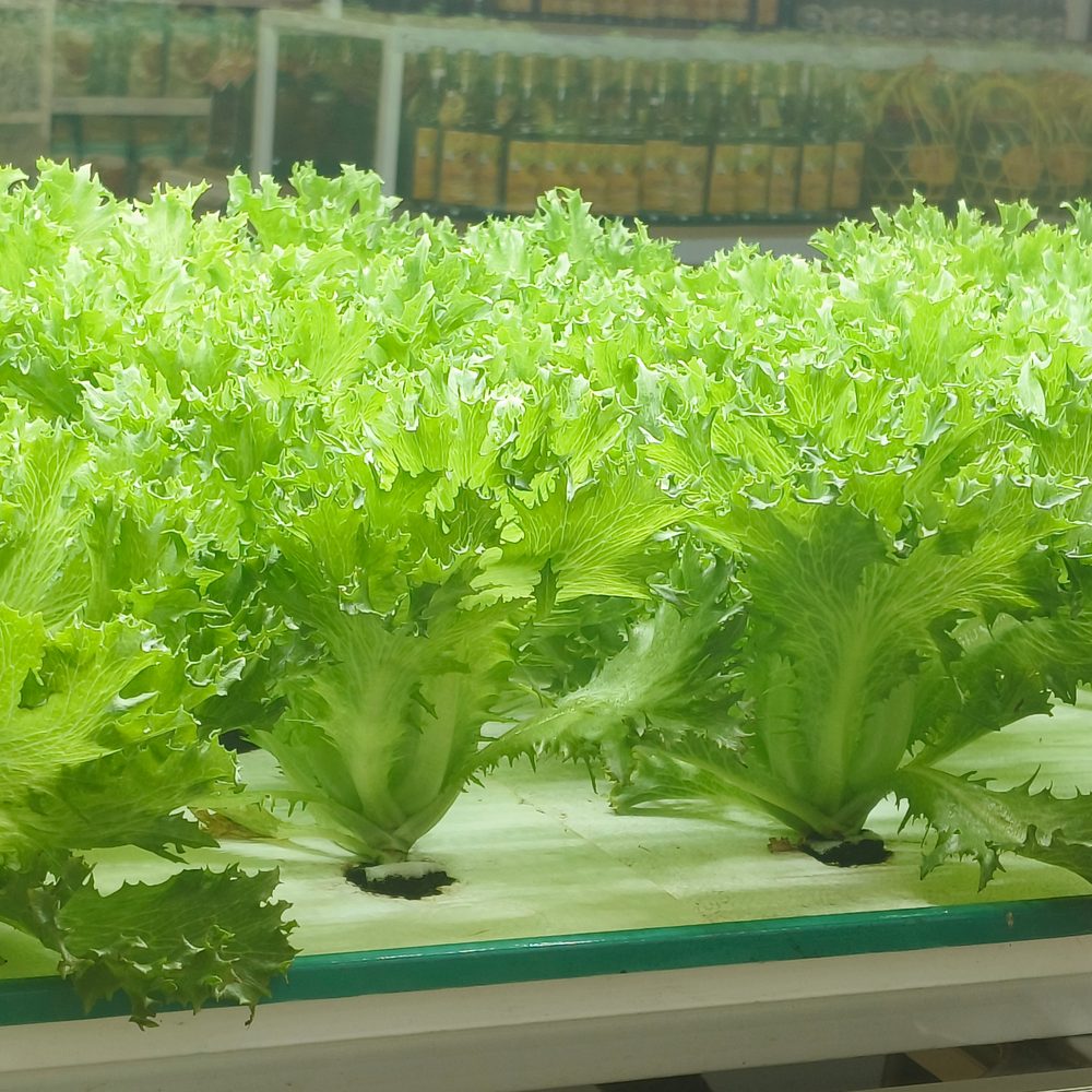 Ezrilla Leaf Lettuce Seeds