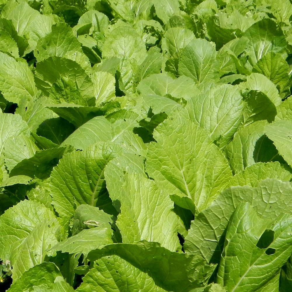 Florida Broadleaf Mustard Seeds