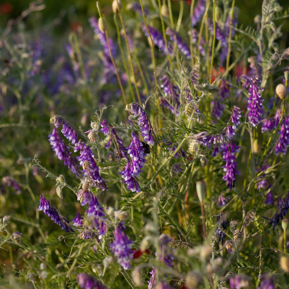 Hairy Vetch Cover Crop Seeds
