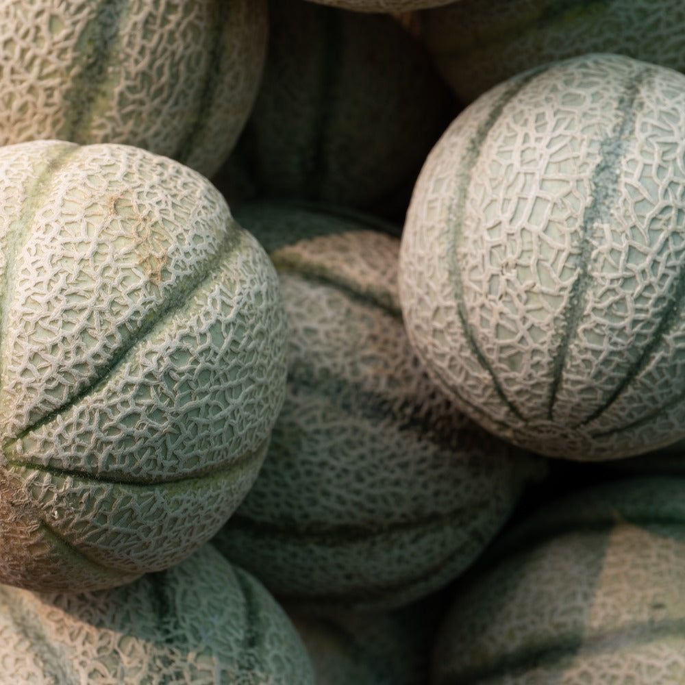 Hearts of Gold Cantaloupe/Muskmelon Melon Seeds
