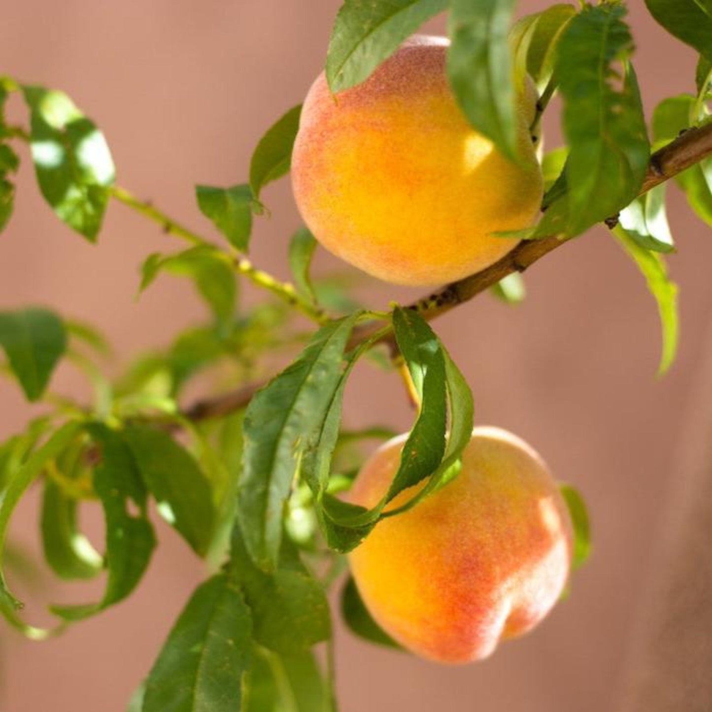 Garden Gold Miniature Peach Tree