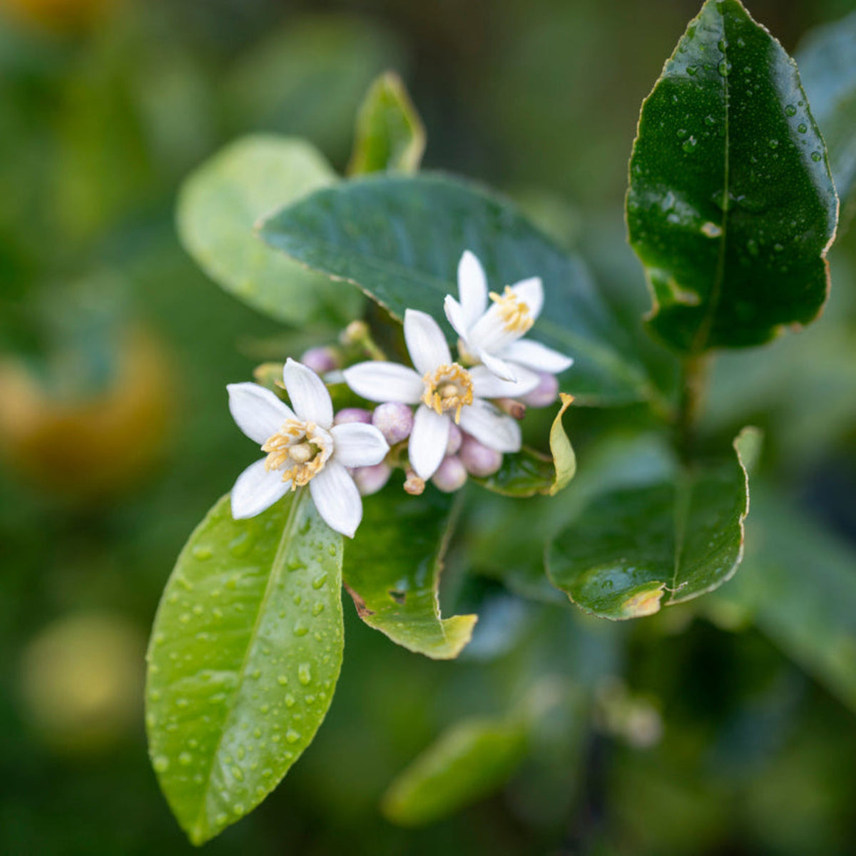 Fragrant white citrus flowers and dew-covered green leaves on an Improved Meyer Lemon Bush.