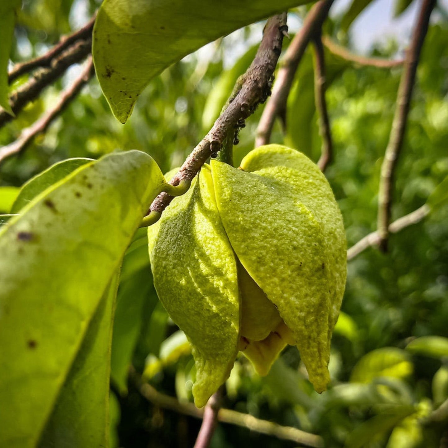 Soursop (Guanabana)