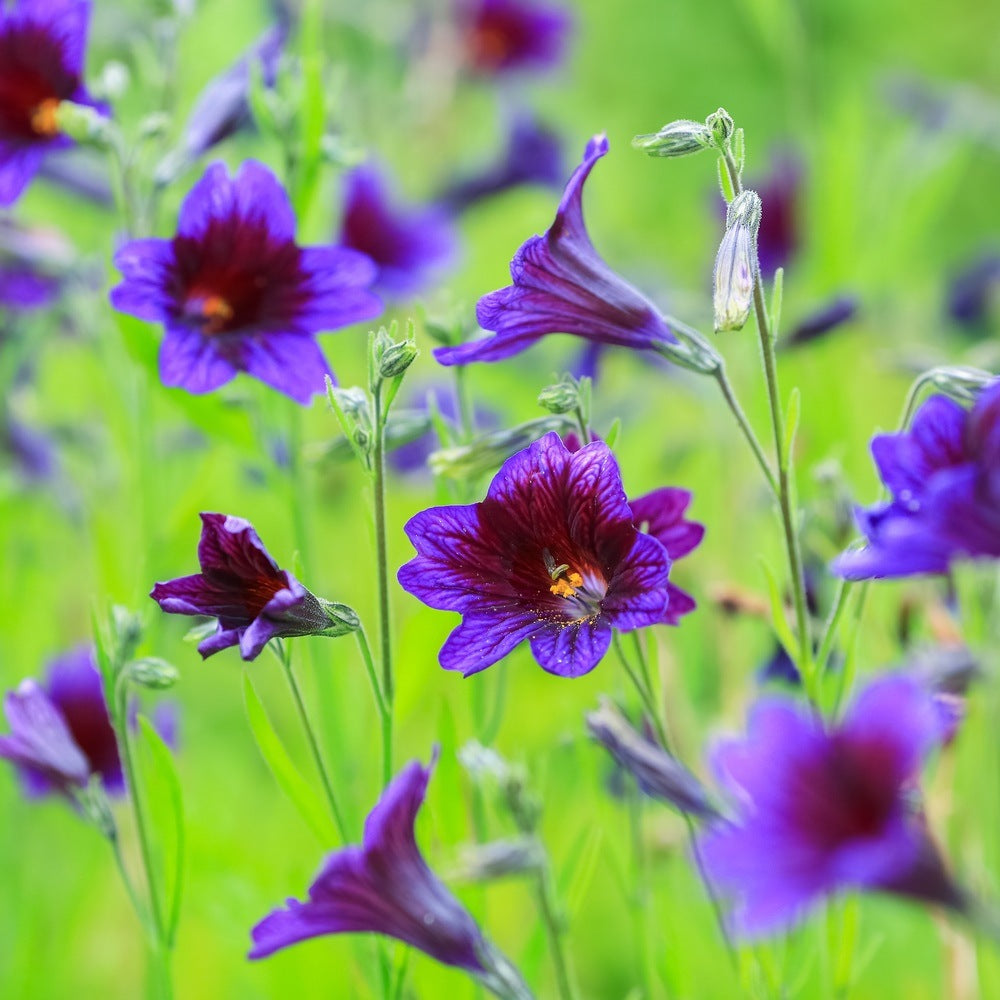 Kew Blue Salpiglossis Seeds