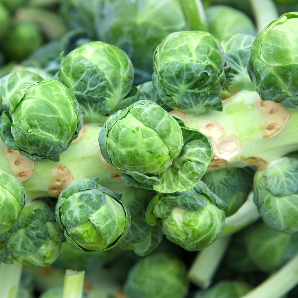 Long Island Improved Brussels Sprouts Seeds