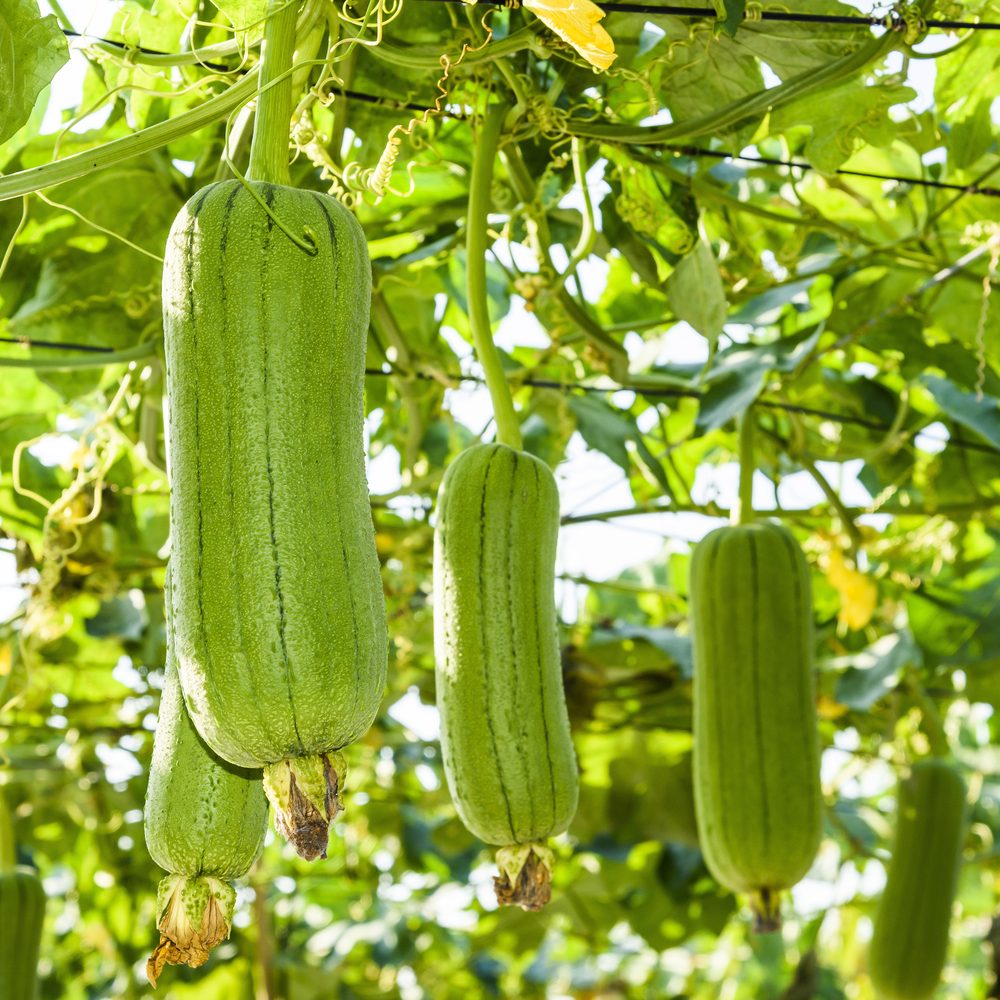 Luffa Gourd Seeds
