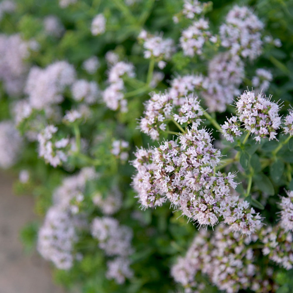 Marjoram Seeds