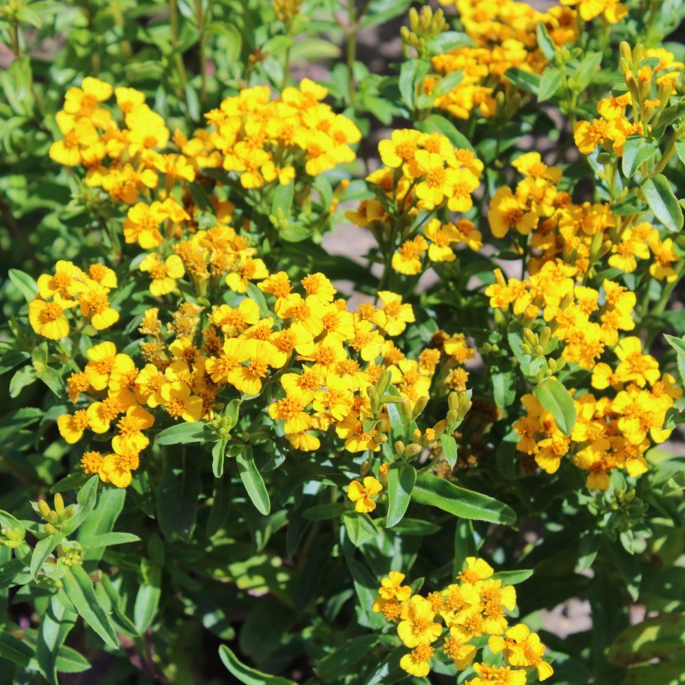 Mexican Tarragon Seeds