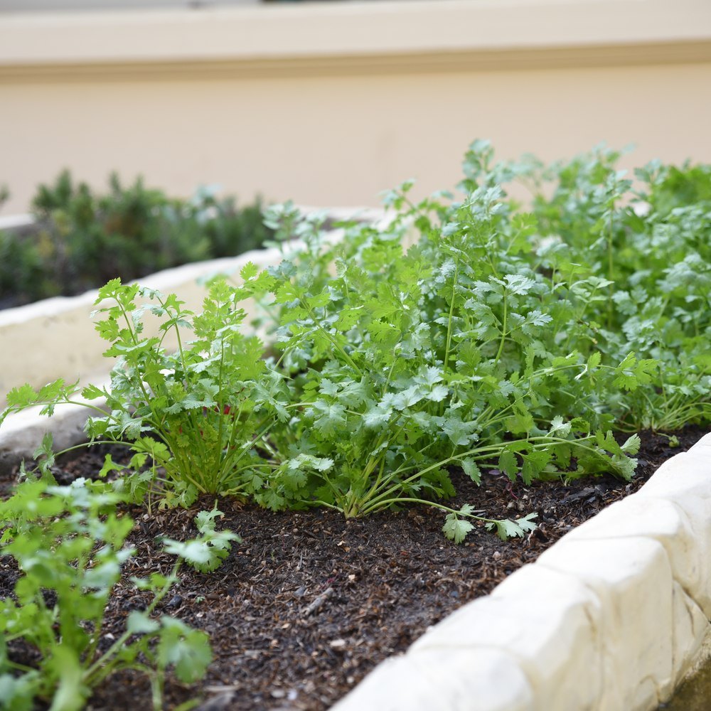 Moroccan Cilantro/Coriander