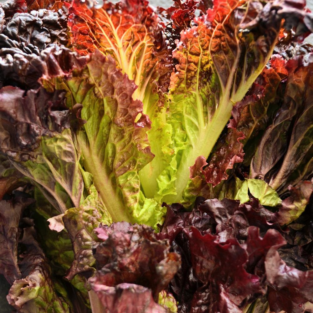 New Red Fire Leaf Lettuce Seeds