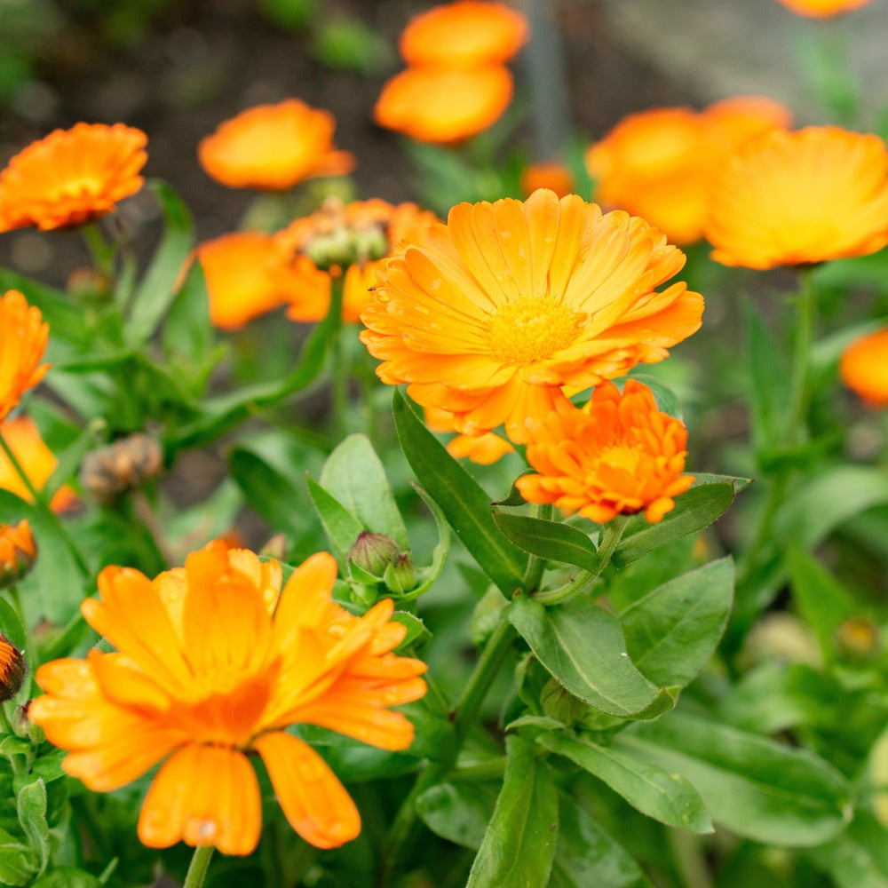 Oopsy Daisy Calendula (Pot Marigold) Seeds