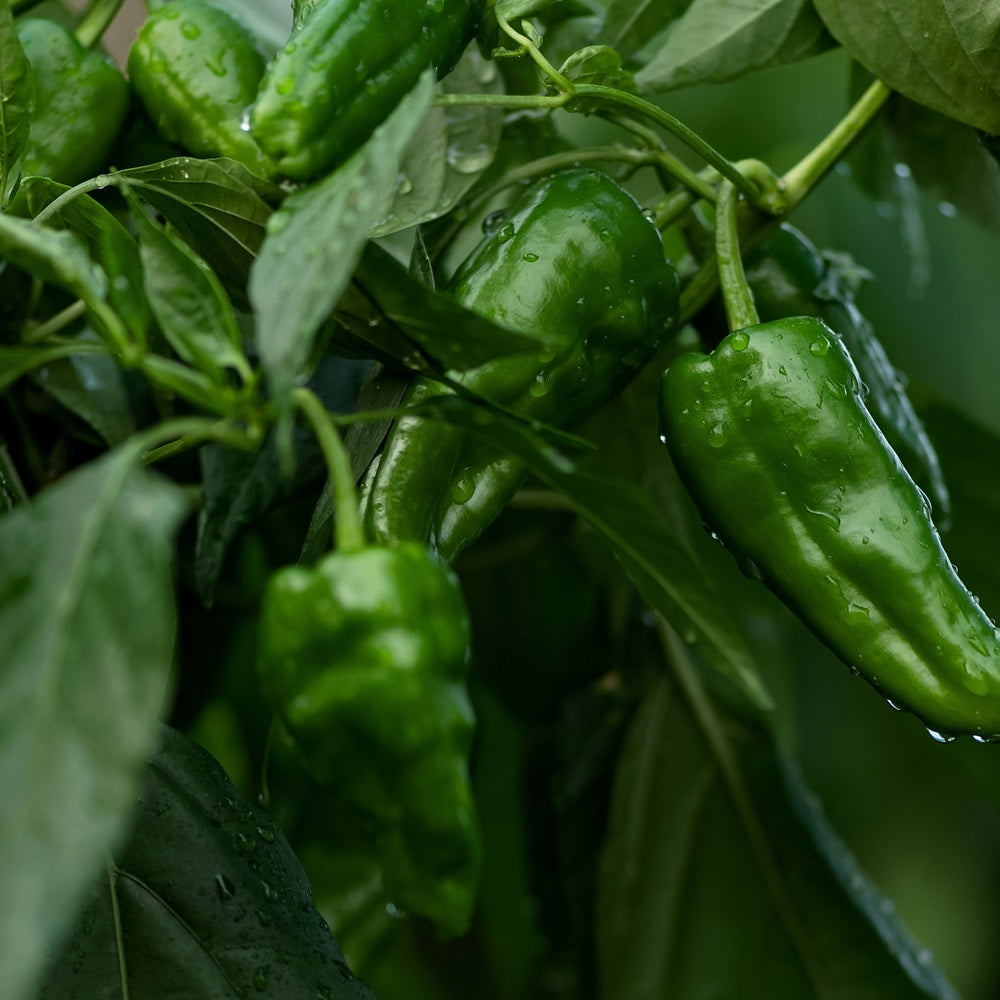 Padron Chile Pepper Seeds