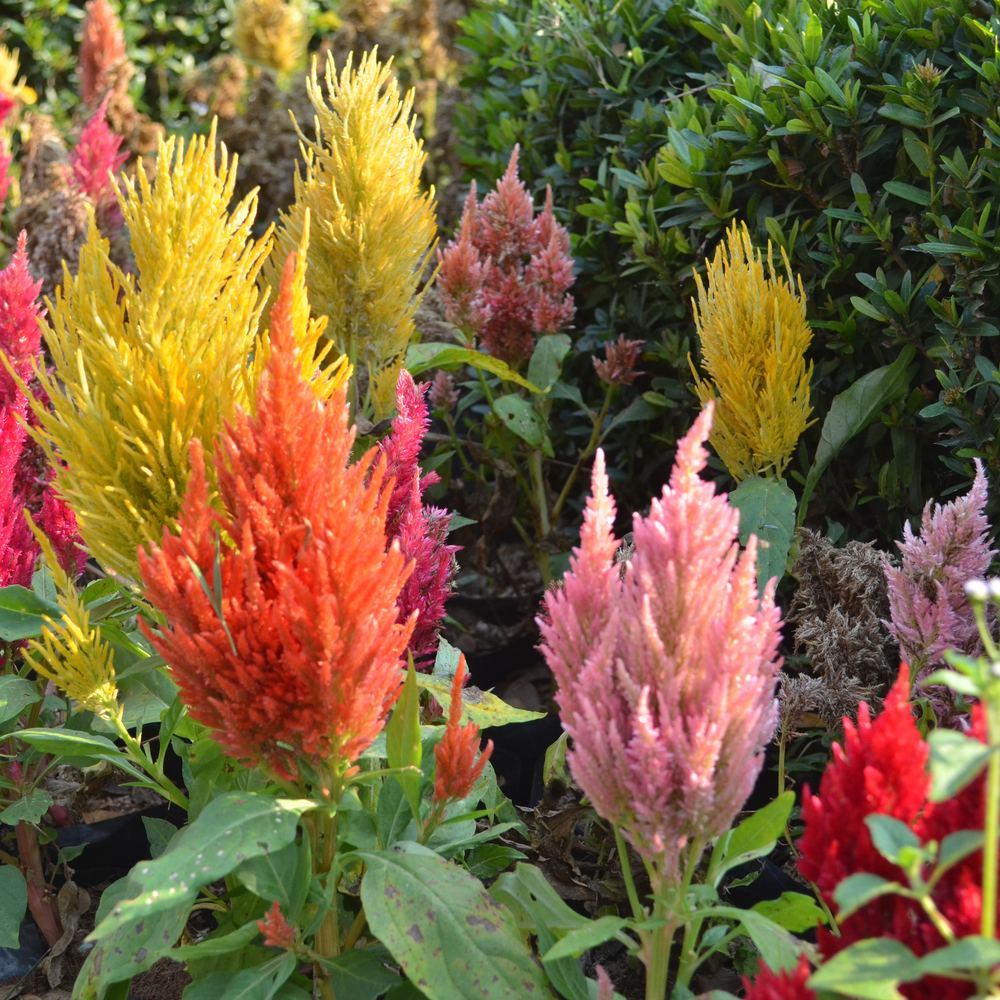 Pampas Plume Tall Blend Celosia Seeds