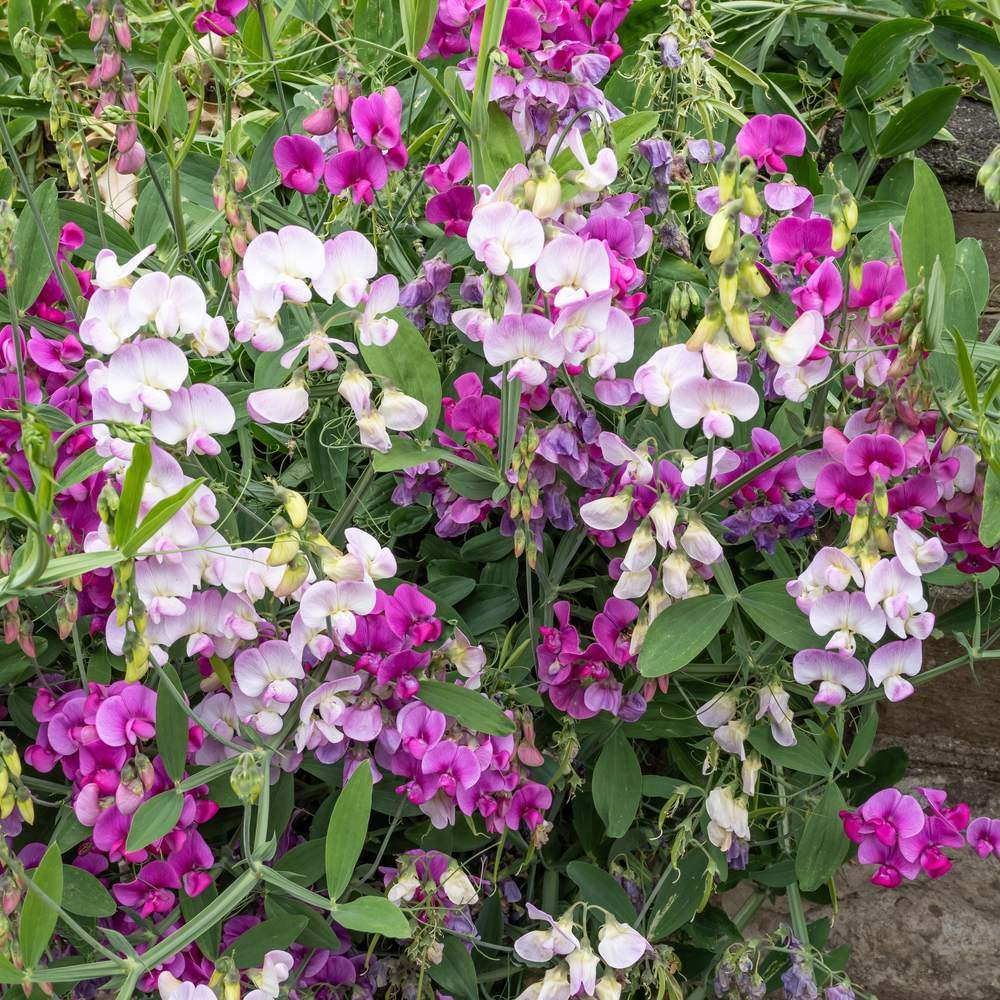 Perennial Blend Sweet Pea Seeds