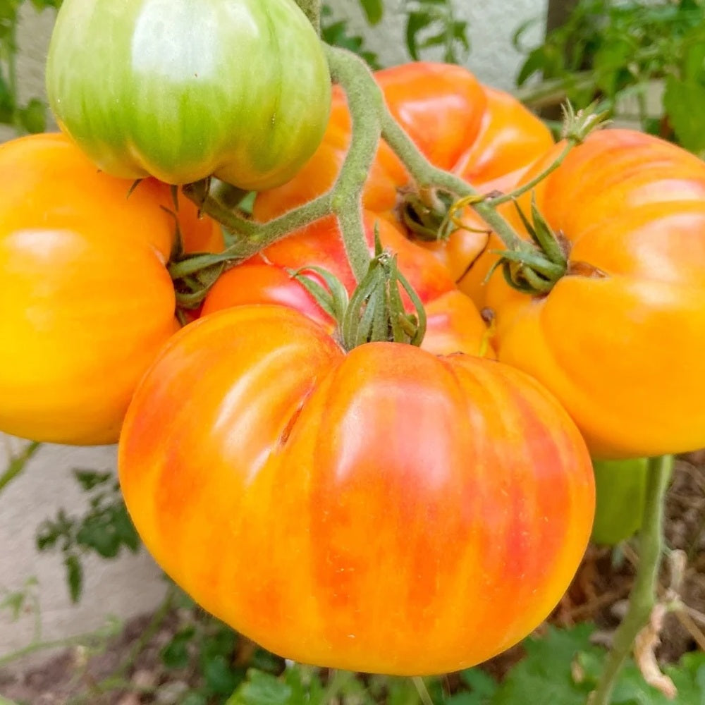 Pineapple Pole Tomato Seeds