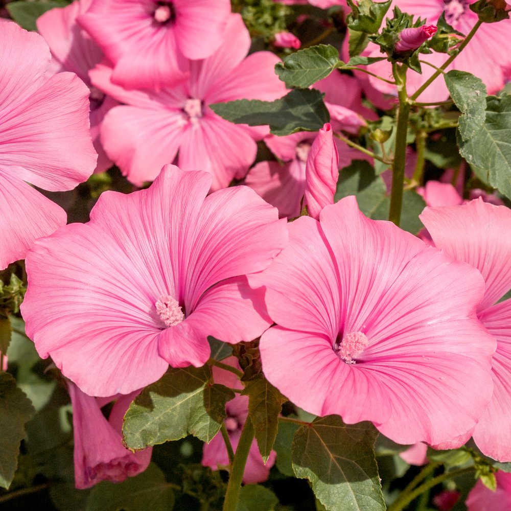 Pink Rose Mallow Seeds