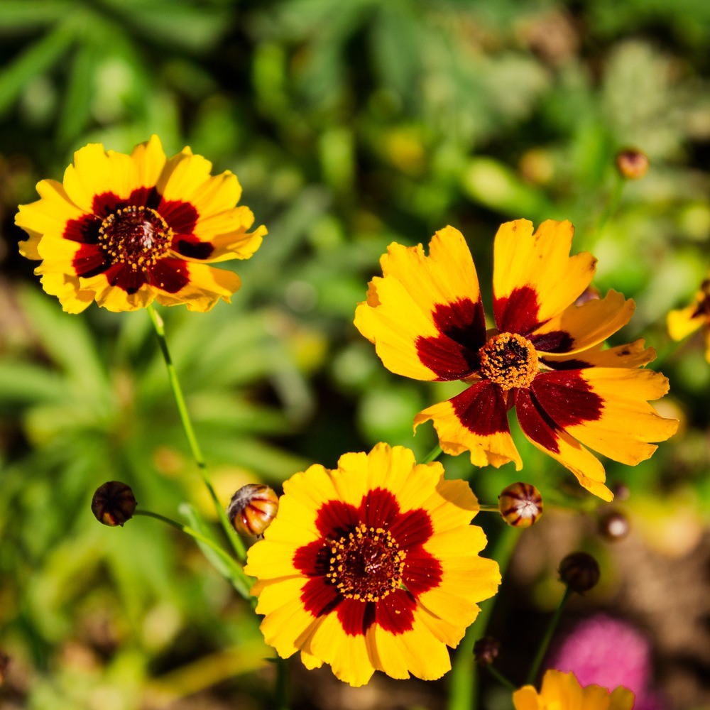 Plains Coreopsis Seeds