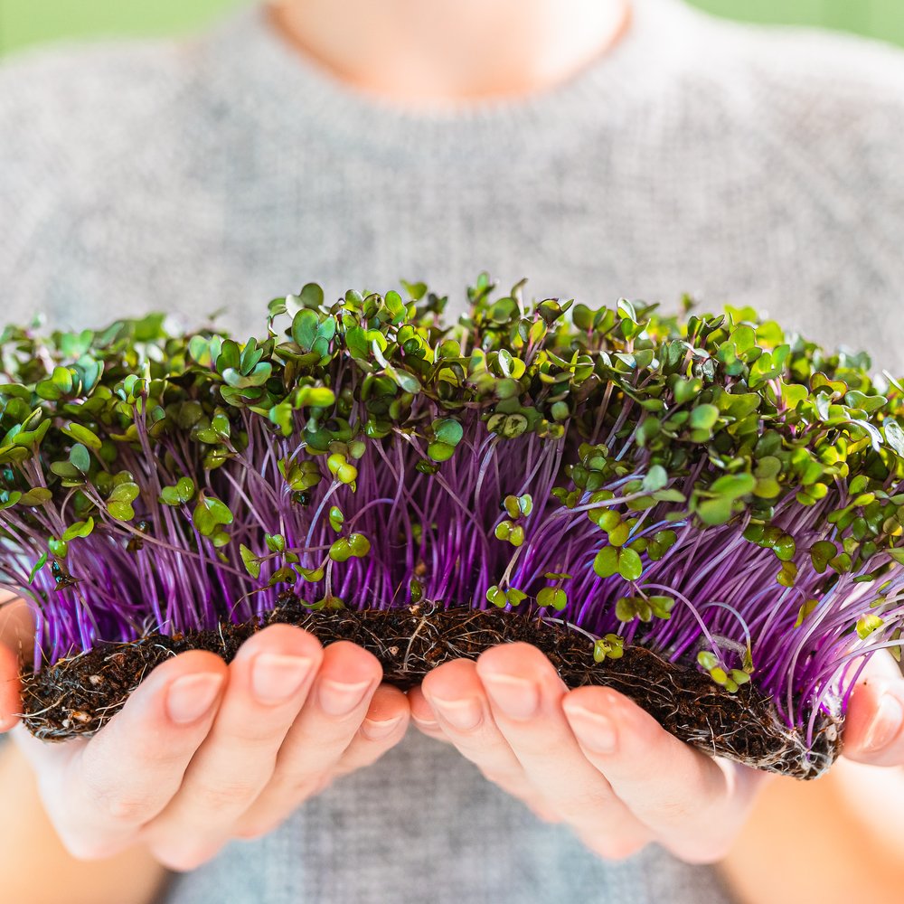 Purple Kohlrabi Sprouts Seeds