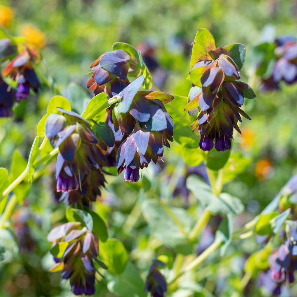 Purple Tear Honeywort Seeds