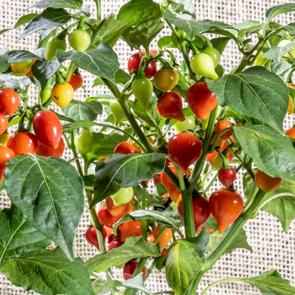 Red and Yellow Blend Biquinho Chile Pepper Seeds