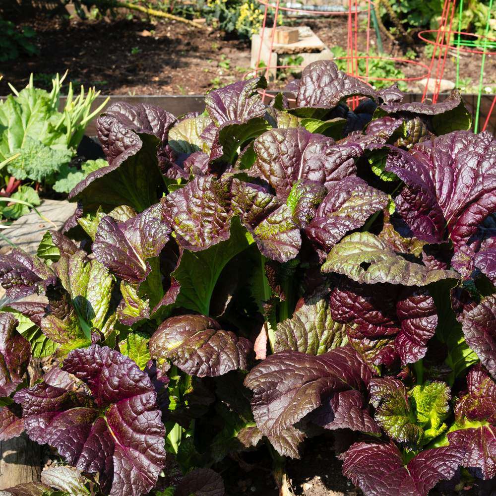 Red Giant Mustard Seeds