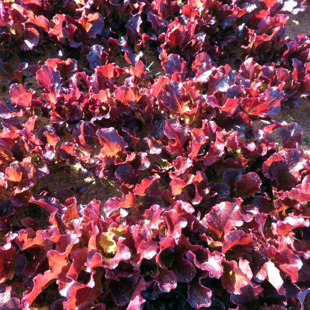 Red Sails Leaf Lettuce Seeds