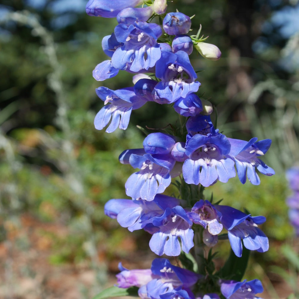 Rocky Mountain Blue Penstemon Seeds