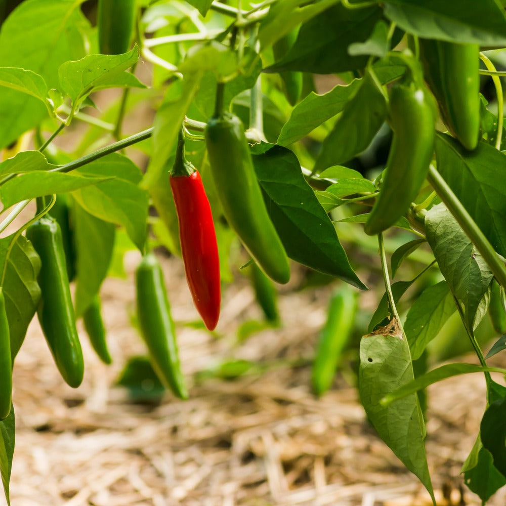 Serrano Chile Pepper Seeds