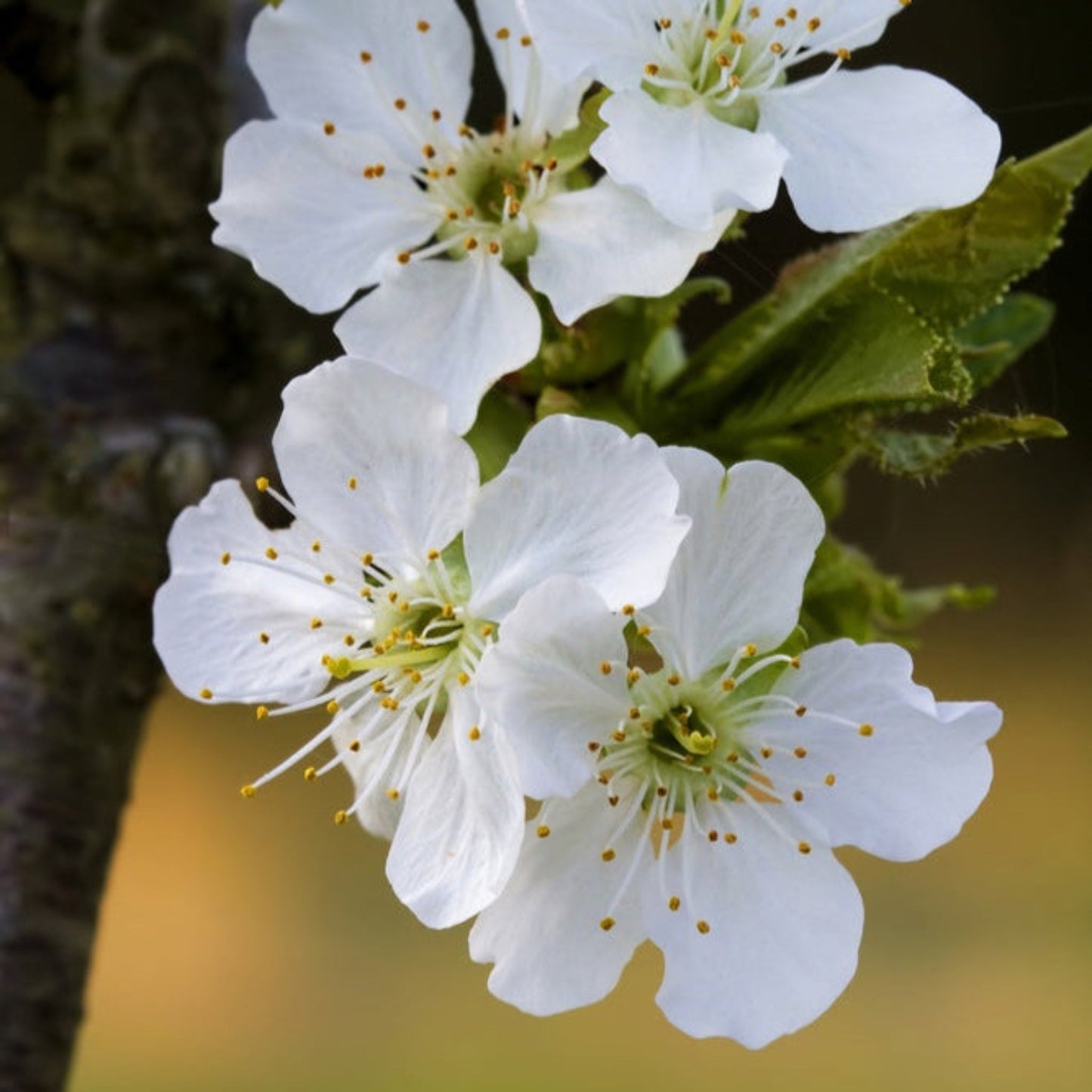 Close-up of delicate white cherry blossoms blooming on a branch of a Bing Cherry Tree.