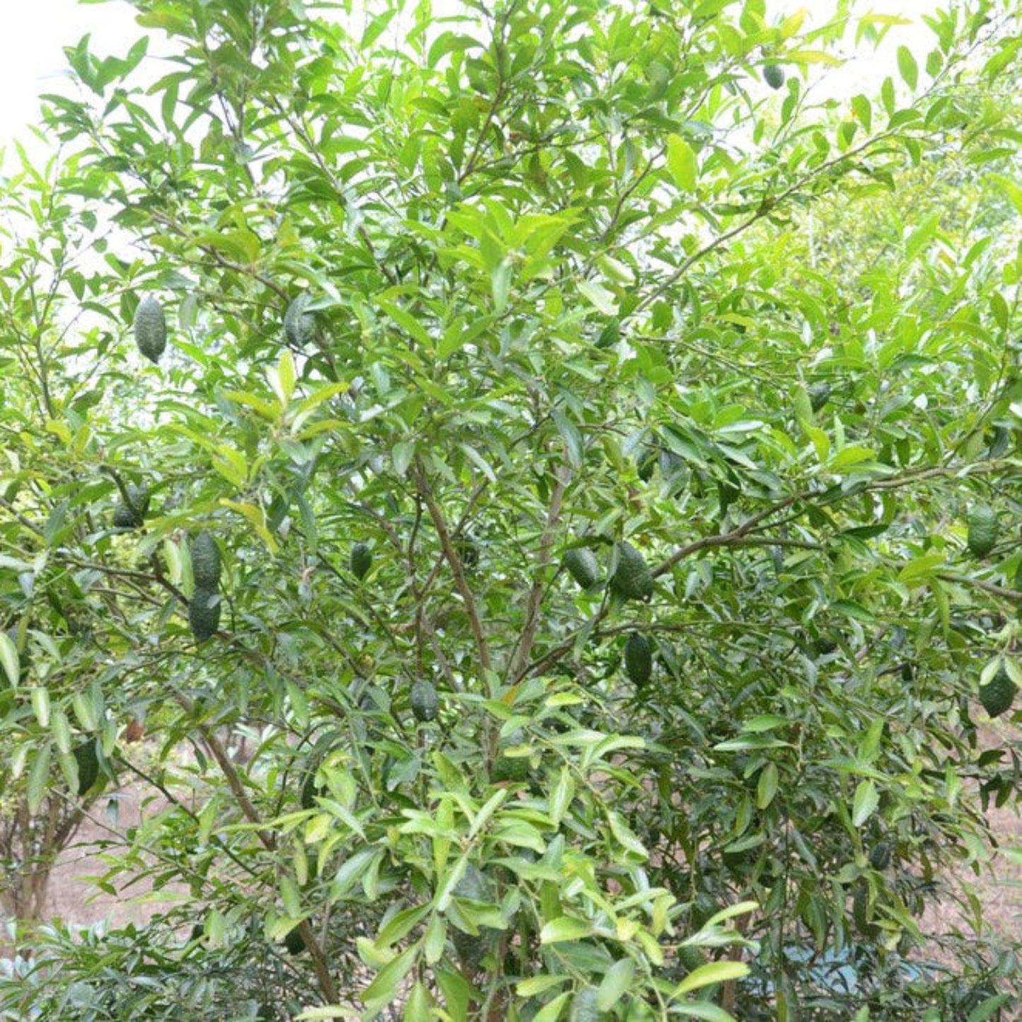 Australian Finger Lime Tree