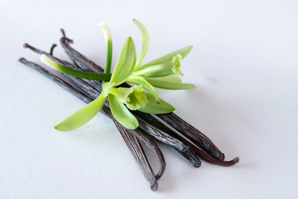 Vanilla Bean Plant