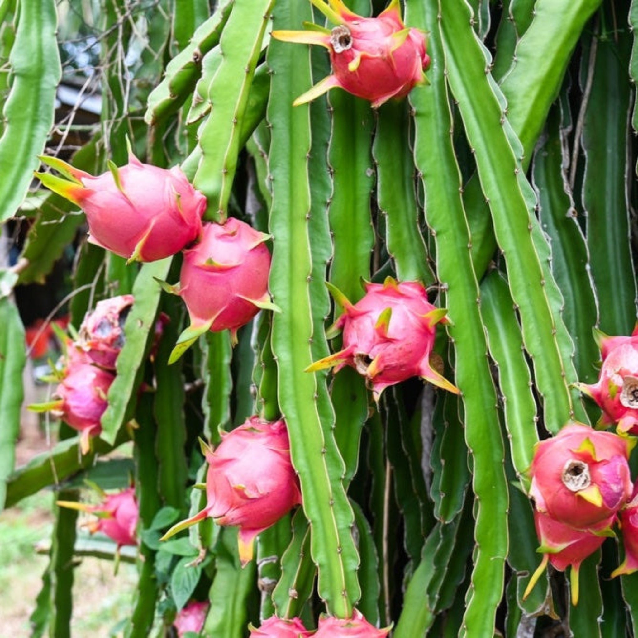 organic fertilizer for dragon fruit plant Dragon Fruit – Epic Gardening