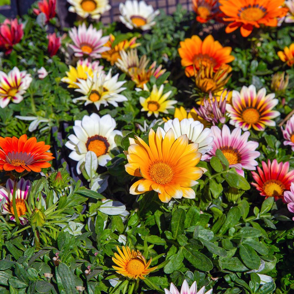 Sunshine Blend Gazania Seeds