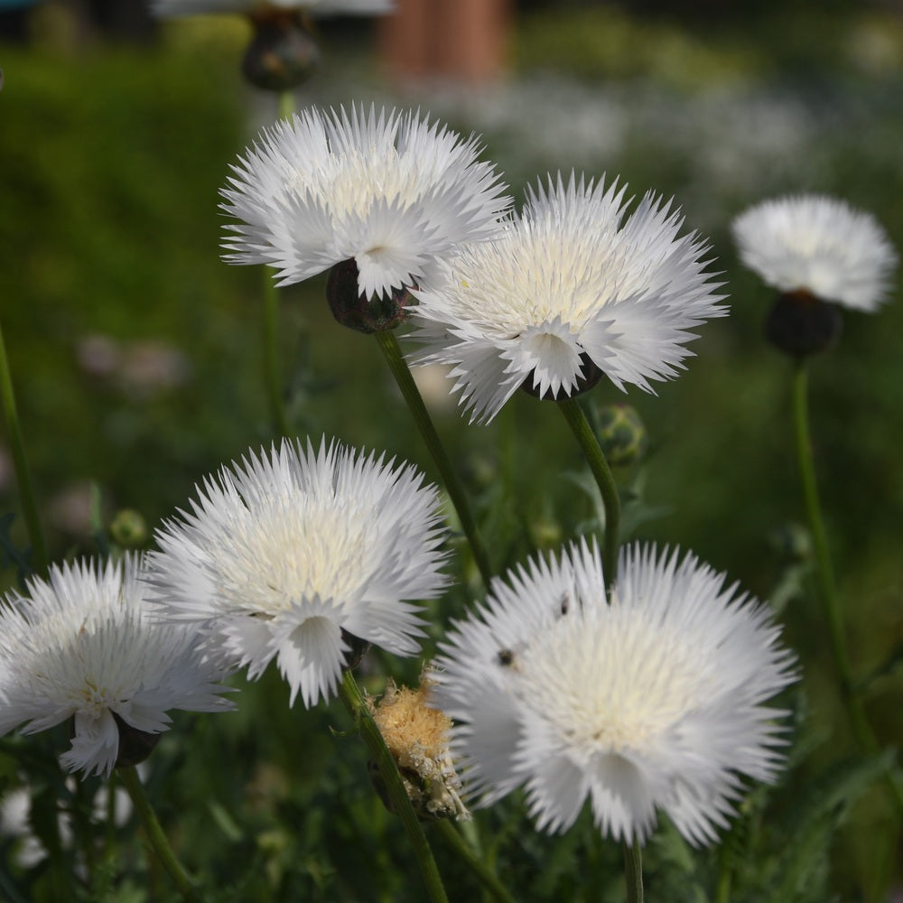 The Bride Bachelor's Button Seeds