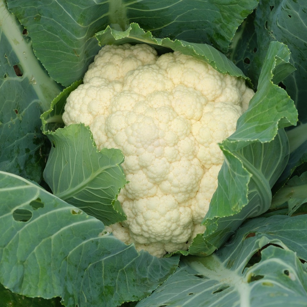 Twister Cauliflower Seeds
