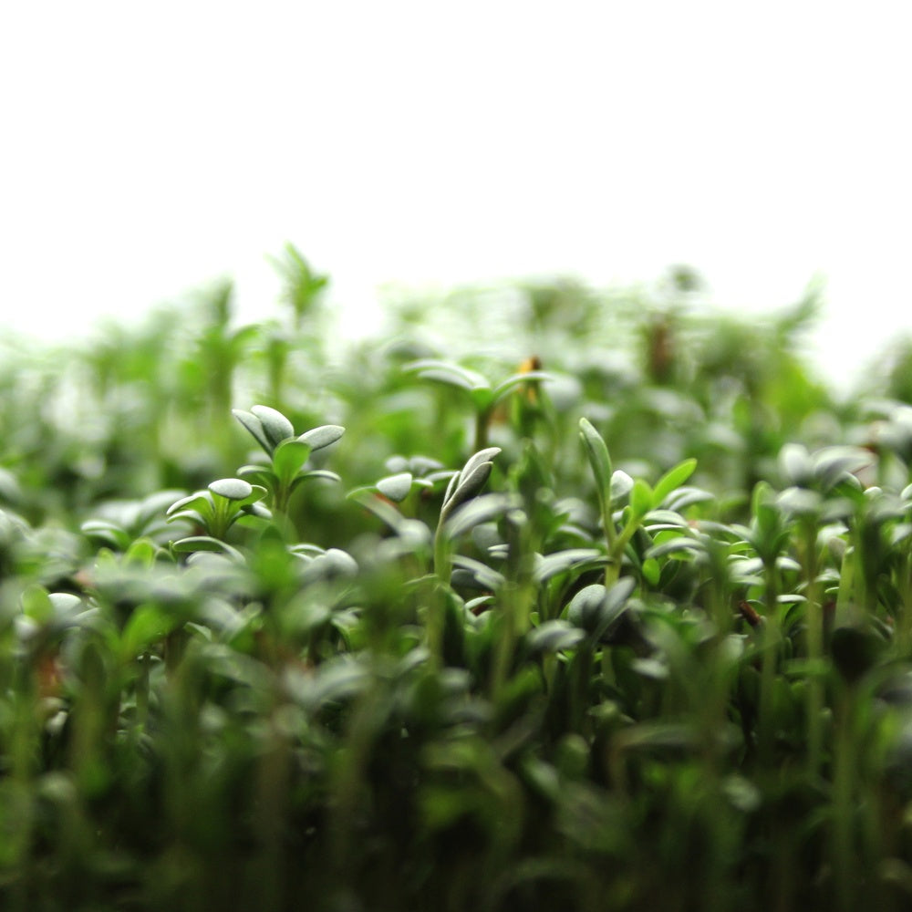 Upland Cress Microgreens Seeds
