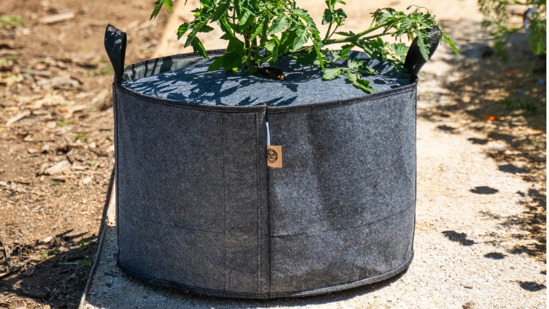 Grow Bags With Tomato Plants