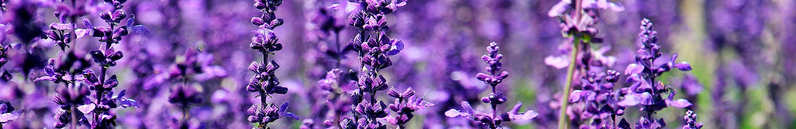 Lavender Seeds – Epic Gardening