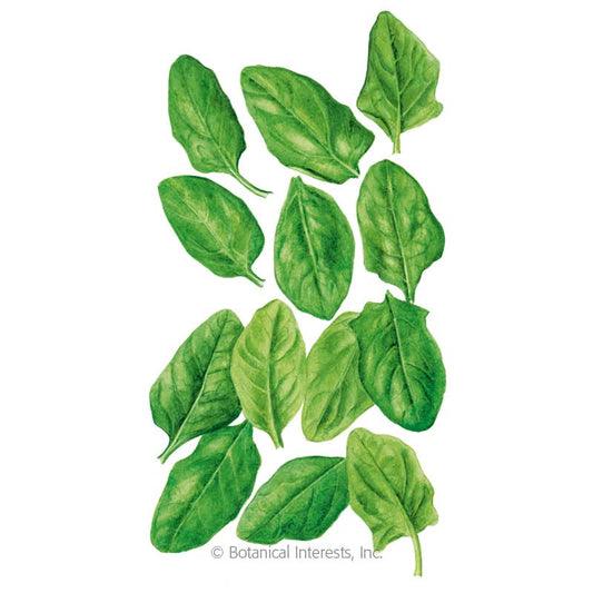 Oceanside Spinach Seeds Product Image