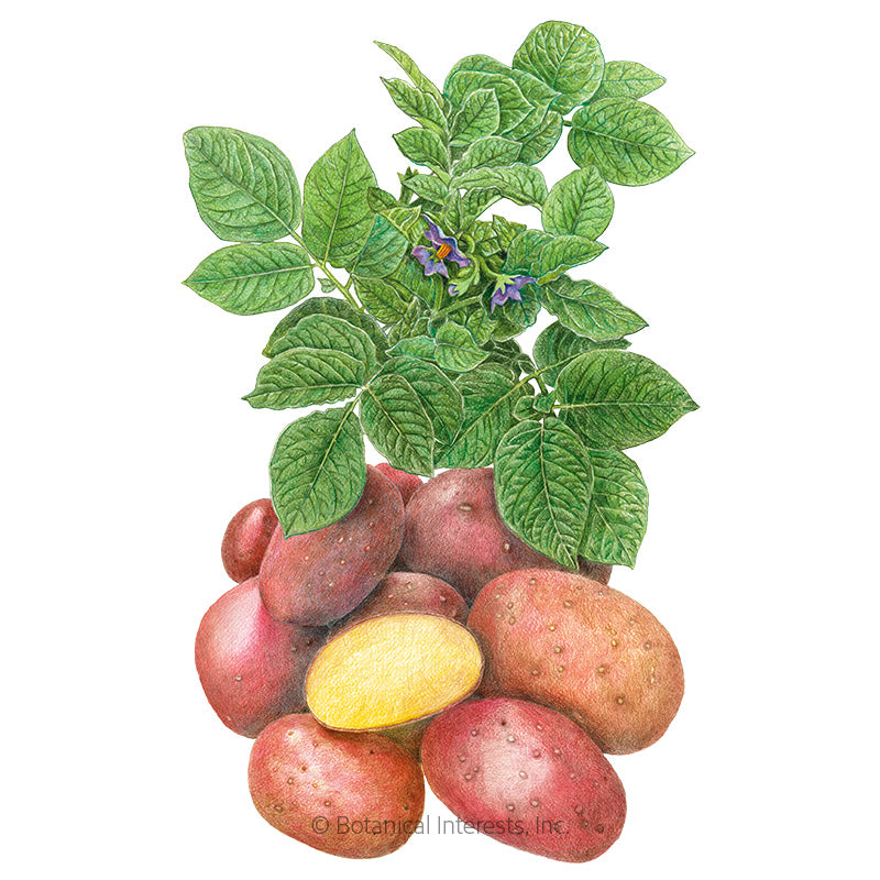 Clancy Potato Seeds Product Image