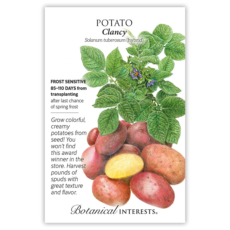 Clancy Potato Seeds Product Image