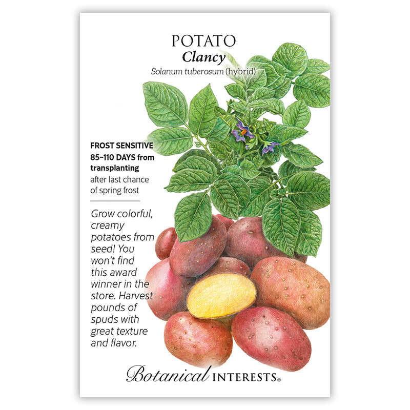 plant potato seeds Clancy Potato Seeds