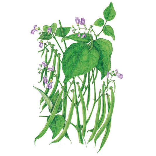 Blue Lake 274 Bush Bean Seeds