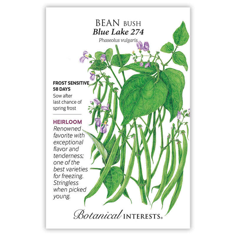 planting blue lake bush bean seeds Blue Lake 274 Bush Bean Seeds