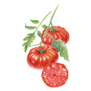 Mortgage Lifter (Halladay's) Pole Tomato Seeds