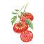 Mortgage Lifter (Halladay's) Pole Tomato Seeds