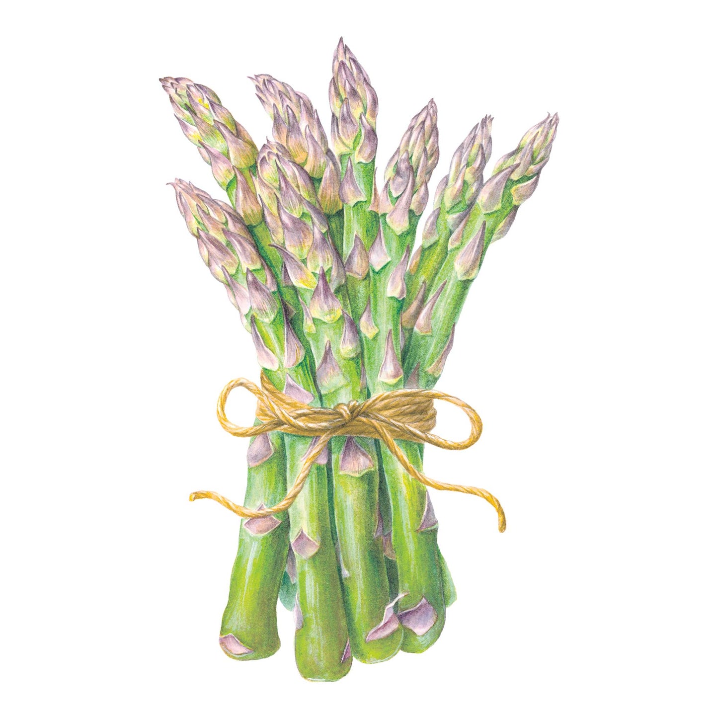 Spartacus Asparagus Seeds