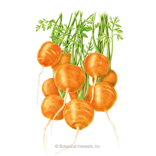 Tonda di Parigi Carrot Seeds Product Image